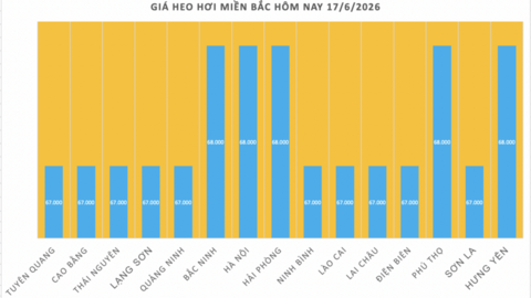Giá heo hơi hôm nay 17/6/2026: Thị trường tạm chững