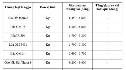 Giá lúa gạo hôm nay ngày 10/7/2026: Gạo Đài Thơm tăng 500 đồng/kg