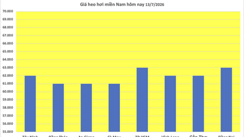 Giá heo hơi hôm nay 13/7/2026: Miền Bắc và miền Trung tăng nhẹ