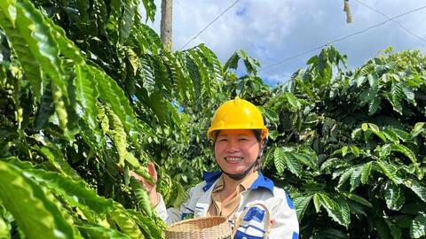 Giá cà phê hôm nay 13/7/2026:  Dao động từ 94.700 - 95.200 đồng/kg