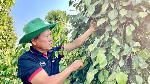 Giá tiêu hôm nay 15/7/2026: Đảo chiều tăng mạnh 2.000 - 3.000 đồng/kg