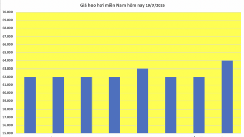 Giá heo hơi hôm nay 19/7/2026: Cao nhất 67.000 đồng/kg