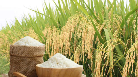 Giá lúa gạo hôm nay ngày 30/7/2026: Gạo nguyên liệu xuất khẩu tăng nhẹ