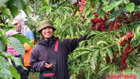 Giá cà phê hôm nay 10/8/2026: Tăng nhẹ 200 - 300 đồng/kg