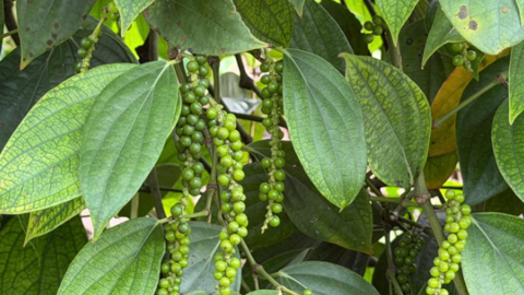 Giá tiêu hôm nay 10/8/2026: Ổn định quanh mốc 136.000–139.000 đồng/kg