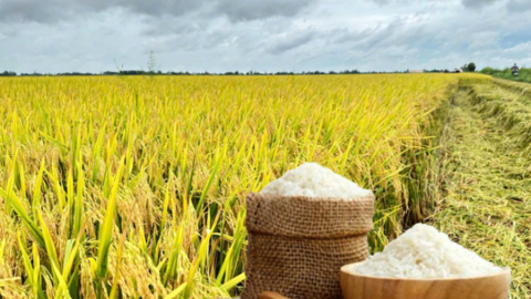 Giá lúa gạo hôm nay ngày 10/8/2026: Lúa tươi neo giá cao
