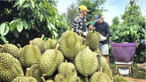 Đắk Lắk: Siết chặt quản lý giá, nâng cấp dịch vụ đón du khách tại Lễ hội Sầu riêng