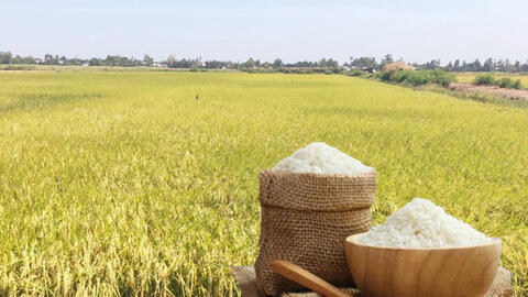 Giá lúa gạo hôm nay ngày 17/8: Gạo nguyên liệu xuất khẩu đảo chiều giảm nhẹ