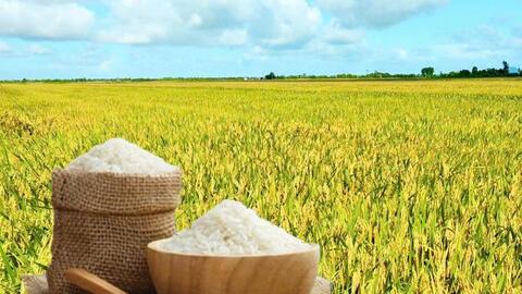 Giá lúa gạo hôm nay ngày 27/8/2026: Gạo xuất khẩu giảm
