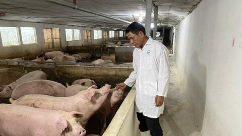 Phát triển chăn nuôi theo hướng tập trung, an toàn sinh học