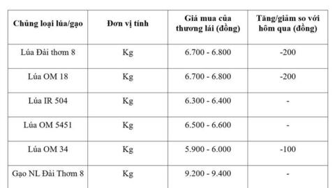 Giá lúa gạo hôm nay ngày 28/8/2026: Lúa tươi đồng loạt giảm