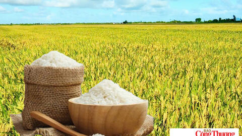 Giá lúa gạo hôm nay ngày 9/9/2026: Lúa tươi vững giá