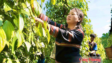 Giá tiêu hôm nay 10/9/2026: Tạm chững, cao nhất 141.000 đồng/kg