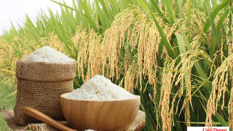 Giá lúa gạo hôm nay ngày 11/9/2026: Lúa tươi biến động trái chiều