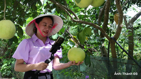 Hà Tĩnh mở rộng thị trường số nhờ đưa bưởi Phúc Trạch 'lên sóng'