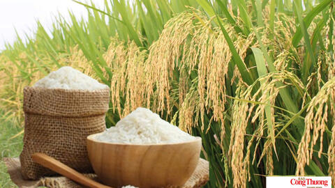 Giá lúa gạo hôm nay ngày 13/9/2026, tuần qua: Lúa tươi đồng loạt giảm