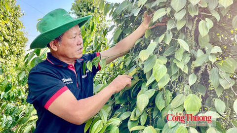 Giá tiêu hôm nay 12/9/2026: Đi ngang ngày thứ ba liên tiếp