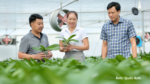 Thanh Hóa: Nông dân làm nông nghiệp công nghệ cao, thu hàng tỷ đồng mỗi năm