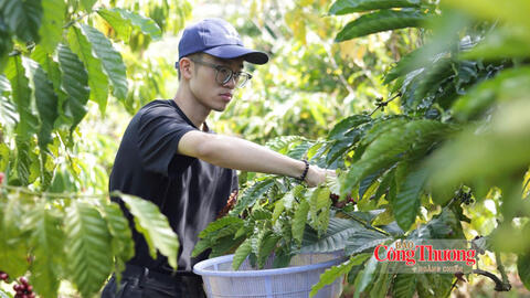 Giá cà phê hôm nay 12/9/2026: Đảo chiều, giảm nhẹ 500 đồng/kg