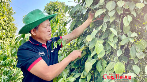 Giá tiêu hôm nay 14/9/2026: Dao động từ 137.000 – 141.000 đồng/kg