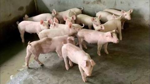 Giá heo hơi hôm nay 15/9/2026: Tăng tại 2 địa phương miền Bắc