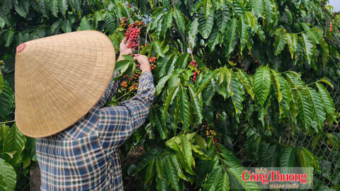 Giá cà phê hôm nay 15/9/2026: Tăng nhẹ 200 đồng/kg