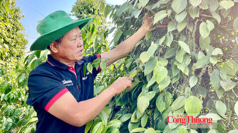 Giá tiêu hôm nay 16/9/2026: Ổn định ngưỡng 137.000 – 141.000 đồng/kg