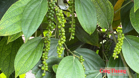 Giá tiêu hôm nay 17/9/2026: Giảm 1.000 đồng/kg tại Đắk Lắk
