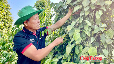 Giá tiêu hôm nay 29/9/2026: Dao động từ 136.000 - 140.000 đồng/kg