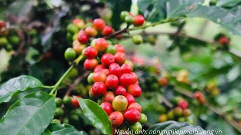 Cà phê Tây Bắc: Chuyển đổi để đáp ứng EUDR, nâng giá trị