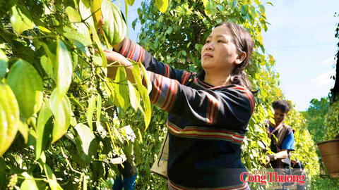 Giá tiêu hôm nay 9/10/2026: Tạm chững, cao nhất 139.000 đồng/kg