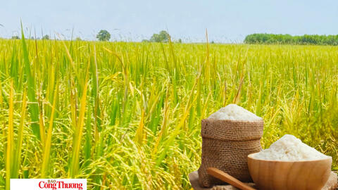 Giá lúa gạo hôm nay ngày 23/10/2026: Gạo Đài Thơm 8 tăng 500 đồng/kg