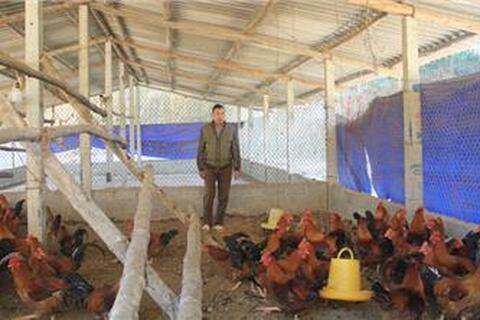 Lão nông nuôi gà đặc sản thu hàng trăm triệu đồng dịp Tết