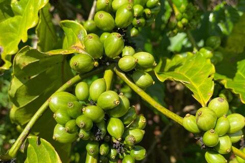 Giá cà phê tăng 700 đồng/kg, nông dân kỳ vọng vào vụ thu hoạch