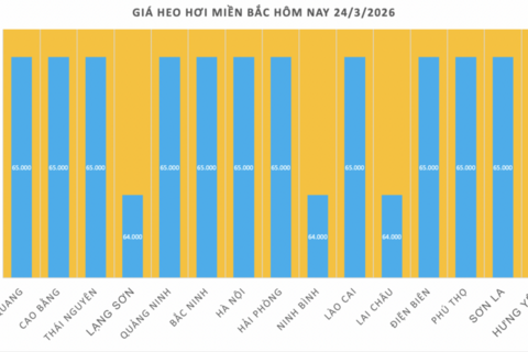 Giá heo hơi hôm nay 24/3/2026: Giảm diện rộng tại miền Bắc