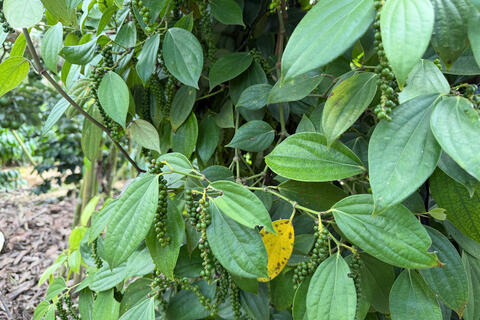 Giá tiêu hôm nay 24/3/2026: Giữ đà ổn định, cao nhất 136.000 đồng/kg