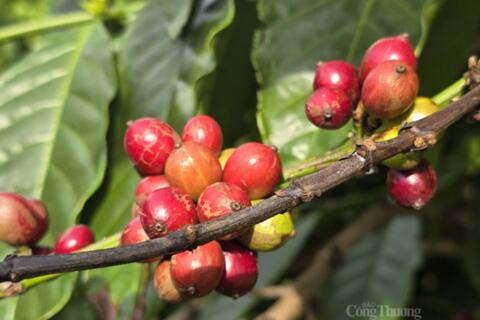 Giá cà phê Arabica vượt 7.000 USD/tấn, áp lực nguồn cung chưa hạ nhiệt