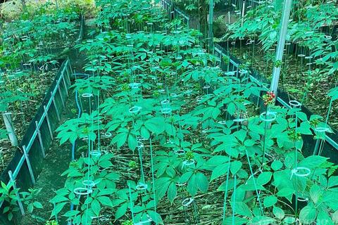 Hành trình nâng tầm 'quốc bảo sâm Việt' sắp khởi động tại Gia Lai