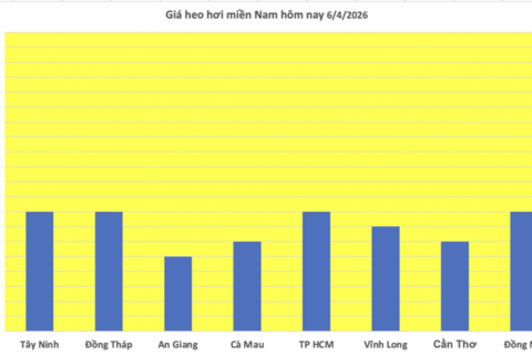 Giá heo hơi hôm nay 6/4/2026: Tăng nhẹ tại miền Bắc, miền Trung