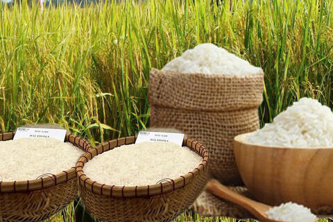 Giá lúa gạo hôm nay ngày 8/4: Lúa tươi tăng giá