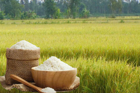 Giá lúa gạo hôm nay ngày 10/4: Gạo xuất khẩu tăng mạnh