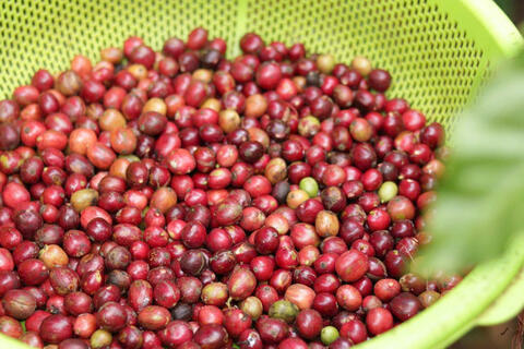 Giá cà phê hôm nay 10/4/2026: Tăng nhẹ 600 đồng/kg