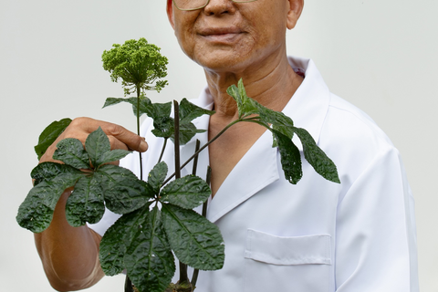 Sâm Ngọc Linh Sơn La: Từ ‘quốc bảo’ đến sinh kế bền vững