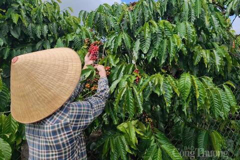 Giá cà phê hôm nay 13/4/2026: Dao động từ 85.200 - 85.700 đồng/kg