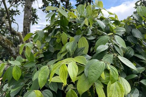 Giá tiêu hôm nay 13/4/2026: 'Lặng sóng', chờ tín hiệu mới