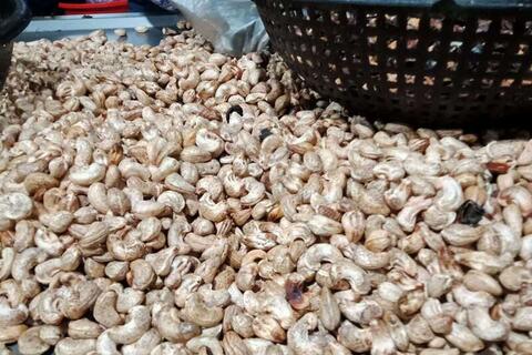 Giá nông sản hôm nay 20/4/2026: Nhiều hàng vào mùa, được giá