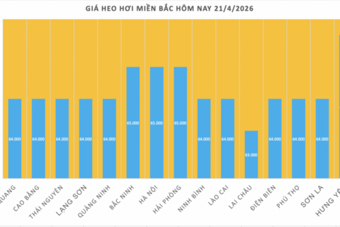Giá heo hơi hôm nay 21/4/2026: Đi ngang trên toàn quốc