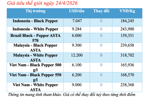 Giá tiêu hôm nay 24/4/2026: Đi ngang, cao nhất 142.000 đồng/kg