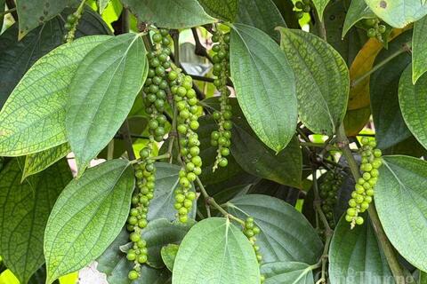 Giá tiêu hôm nay 28/4/2026: 'Bất động', chờ tín hiệu mới