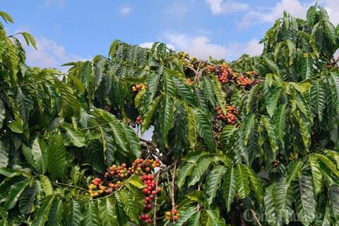 Giá cà phê hôm nay 28/4/2026: Đi ngang sau kỳ nghỉ lễ